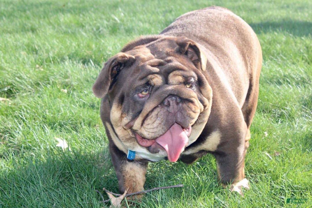 English Bulldog dogs for sale: Sadie - Image 7