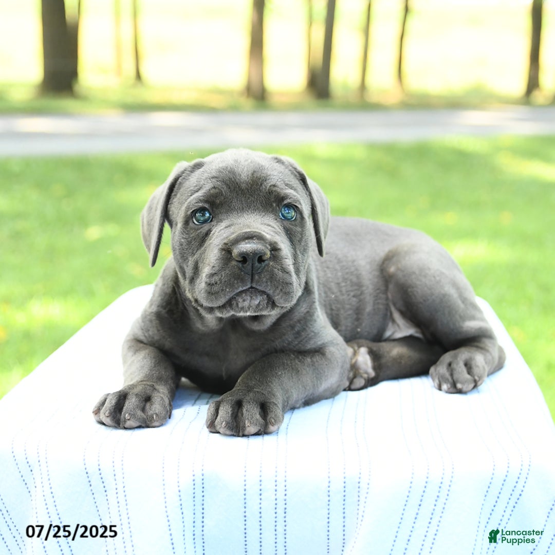 Cane Corso dogs for sale: Sparrow - Image 2
