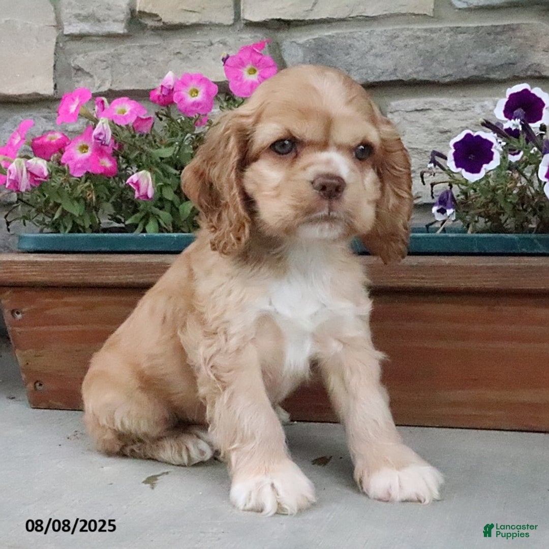Cocker Spaniel dogs for sale: Oakley - Image 10