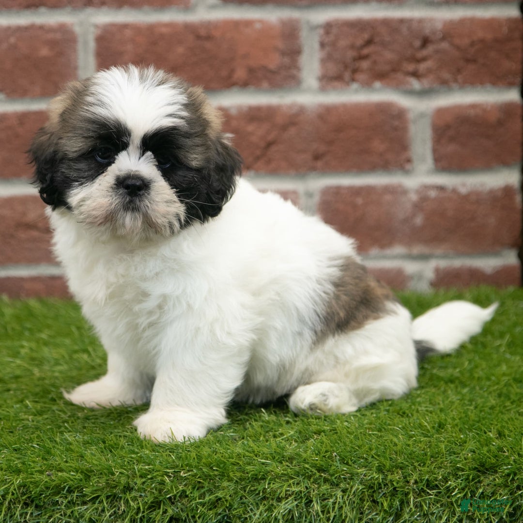 Shih Tzu dogs for sale: Tommy - Image 3