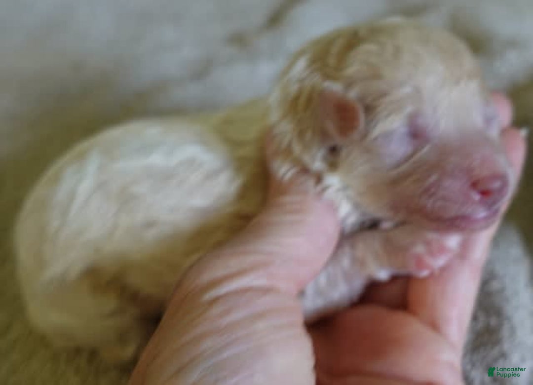 Toy Poodle dogs for sale: Chiki - Image 1