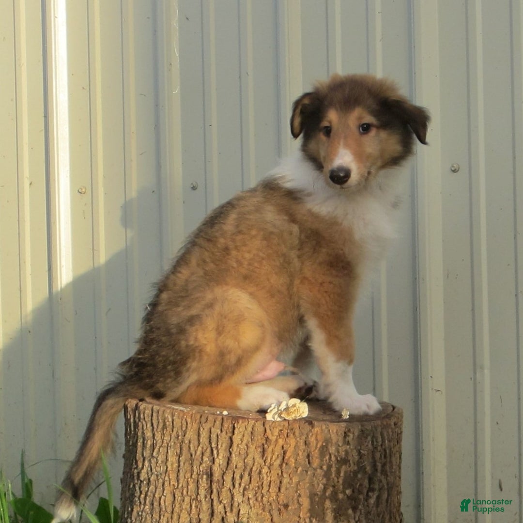 Collie dogs for sale: Archie - Image 4