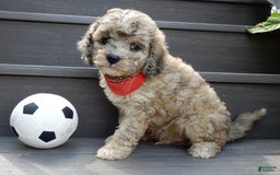 Cavapoo dogs for sale: Patches - Image 7