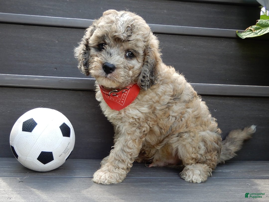 Cavapoo dogs for sale: Patches - Image 7