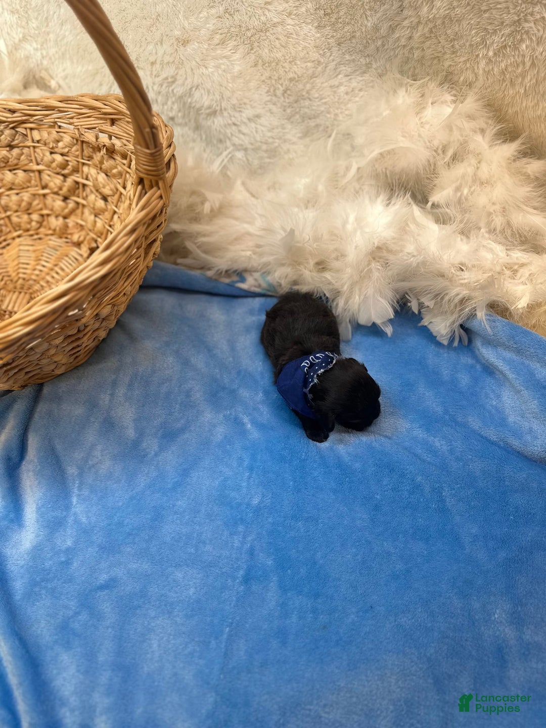 Morkie dogs for sale: Sterling - Image 5