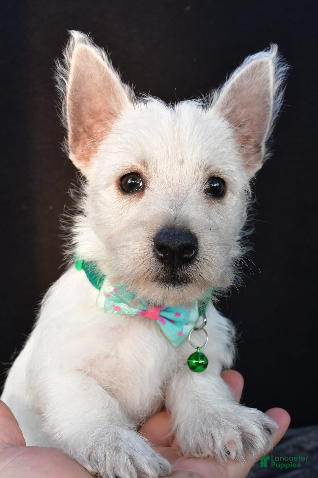 West Highland Terrier dogs for sale: Omar - Image 4
