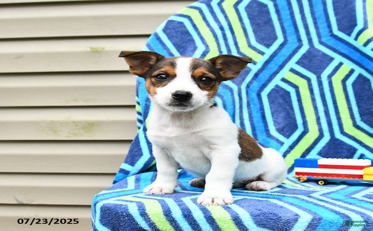 Jack Russell Terrier dogs for sale - Ad 1