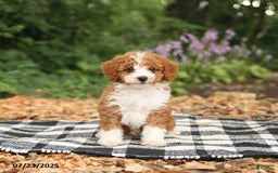 Mini Aussiedoodle dogs for sale: Hattie - Image 1