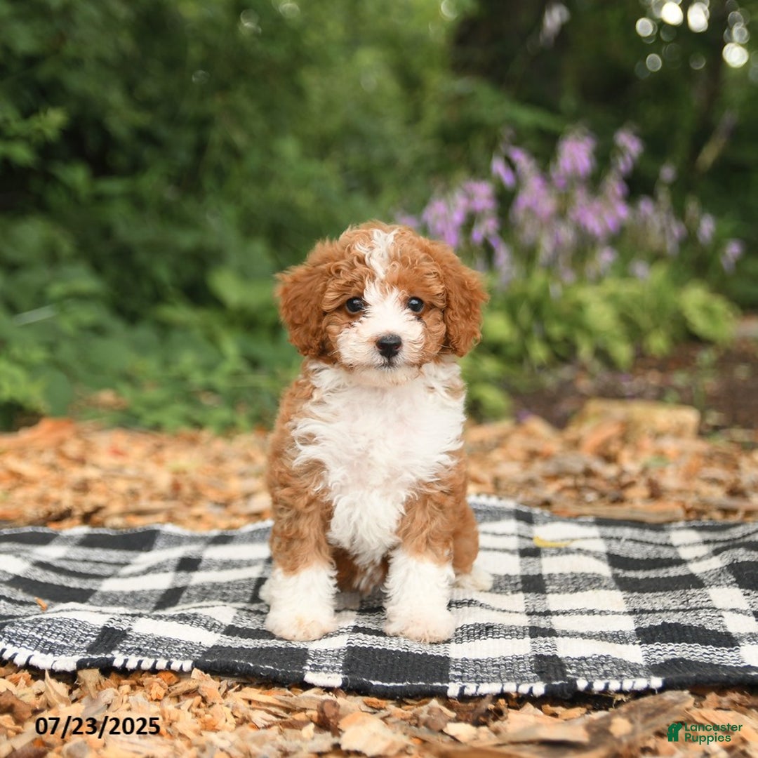 Mini Aussiedoodle dogs for sale: Hattie - Image 1