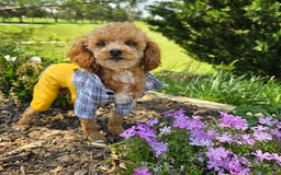 Miniature Golden Retriever dogs for sale: Bruno - Image 4