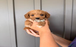 Mini Goldendoodle dogs for sale: Zara - Image 2