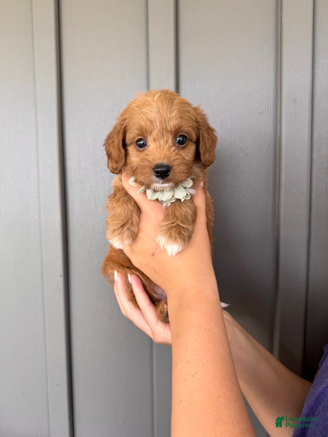 Mini Goldendoodle dogs for sale: Zara - Image 2