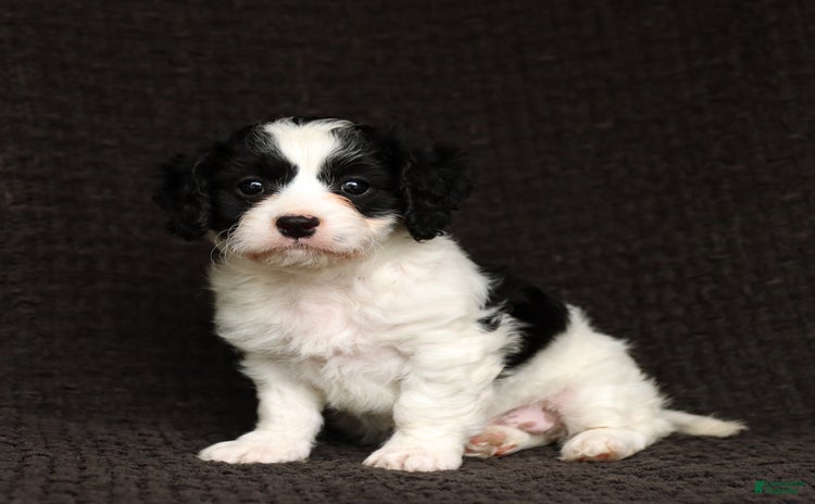 Cavapoo dogs for sale - Ad 5