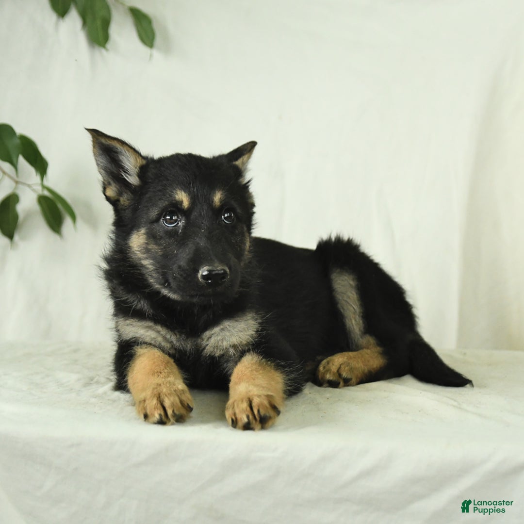 Gerberian Shepsky dogs for sale: Max - Image 3