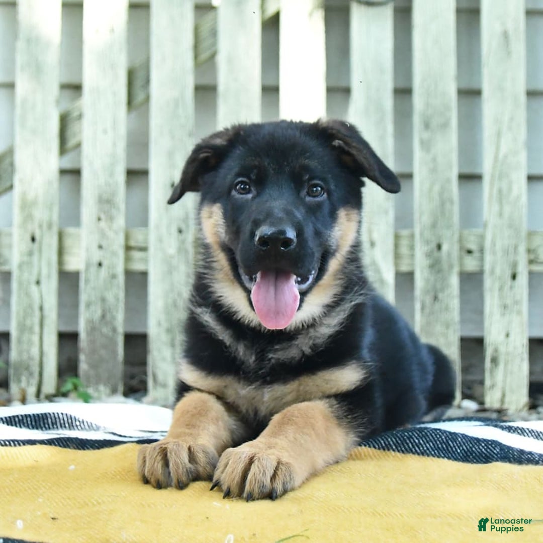 German Shepherd dogs for sale: Millie - Image 8