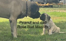 English Mastiff dogs for sale: Peanut - Image 2