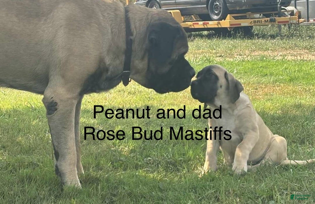 English Mastiff dogs for sale: Peanut - Image 2