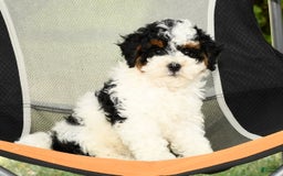 Cavapoo dogs for sale: Alexis - Image 2