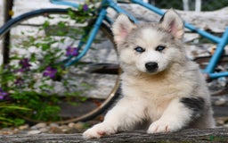 Gerberian Shepsky dogs for sale: Romeo - Image 3