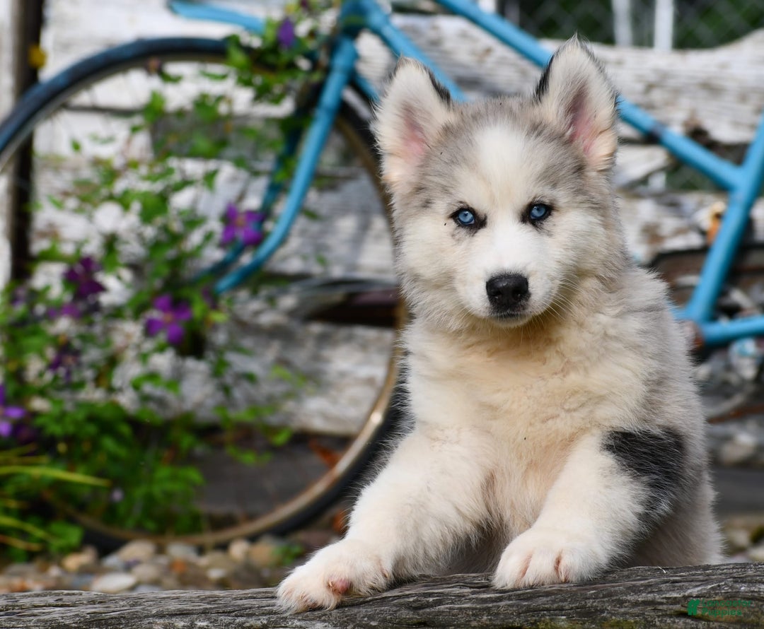 Gerberian Shepsky dogs for sale: Romeo - Image 3