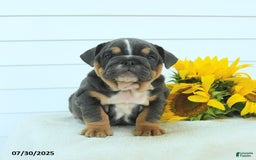 English Bulldog dogs for sale: Georgia - Image 3