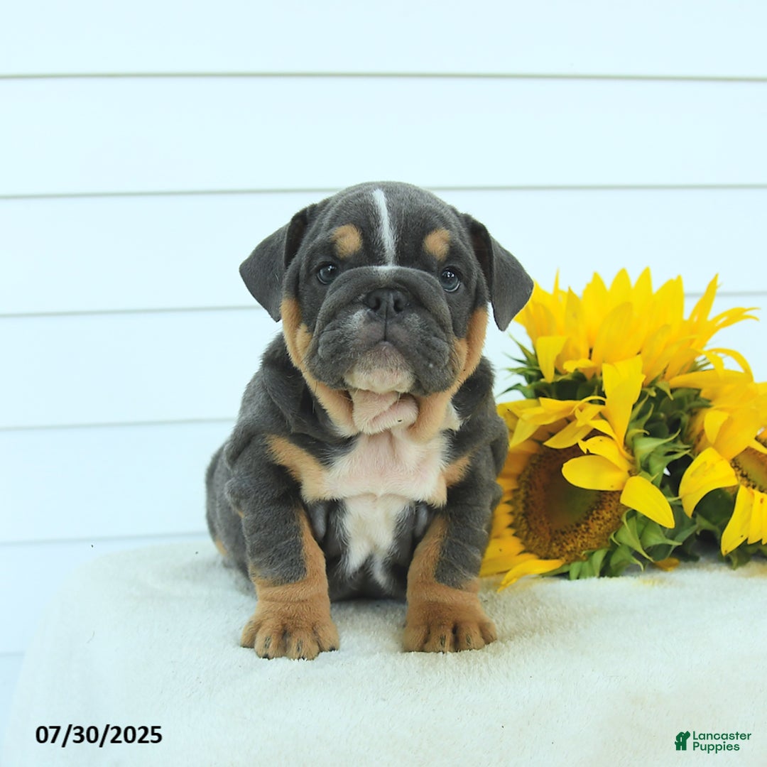 English Bulldog dogs for sale: Georgia - Image 3