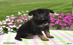 German Shepherd dogs for sale: Archie - Image 3