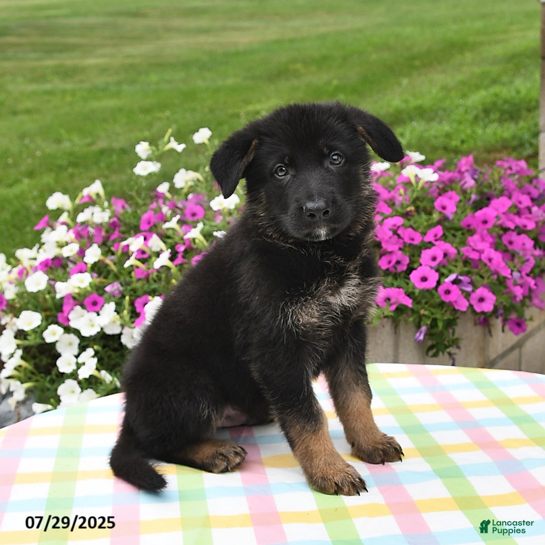 German Shepherd dogs for sale: Archie - Image 3