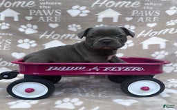 Frenchton dogs for sale: Chief - Image 1