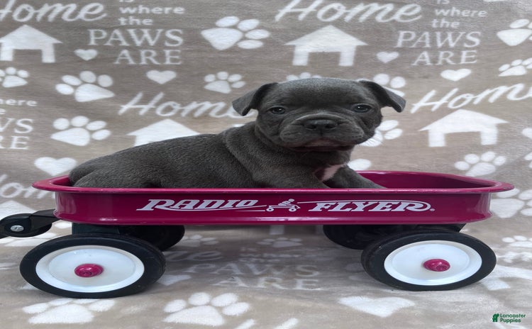 Frenchton dogs for sale - Ad 1