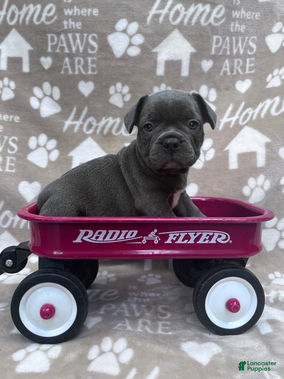 Frenchton dogs for sale: Chief - Image 1