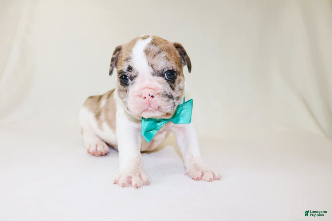 French Bulldog dogs for sale: Zeus Akc - Image 2