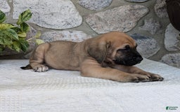English Mastiff dogs for sale: Bear - Image 1