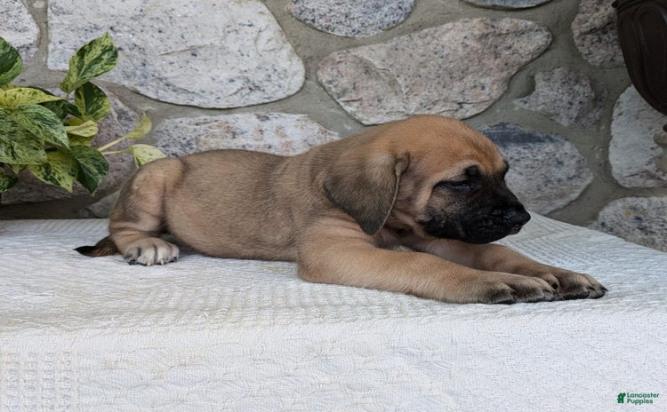 English Mastiff dogs for sale - Ad 1
