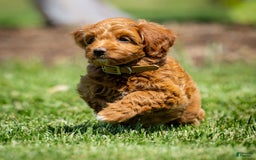 Goldendoodle dogs for sale: Ashley - Image 1
