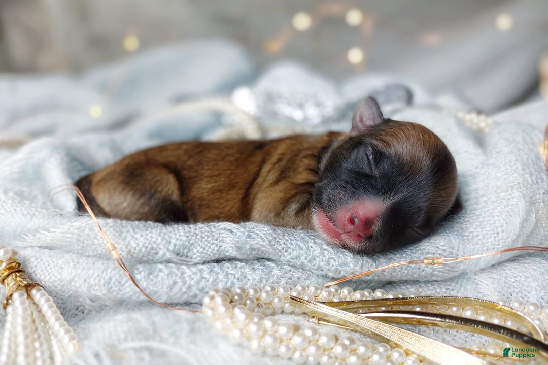 Morkie dogs for sale: Rare Gold Flame - Image 14