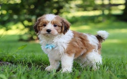 Shihpoo dogs for sale: Grady - Image 4
