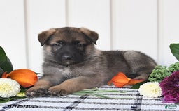 German Shepherd dogs for sale: Lincoln - Image 2
