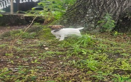 Jack Russell Terrier dogs for sale: Alex - Image 3