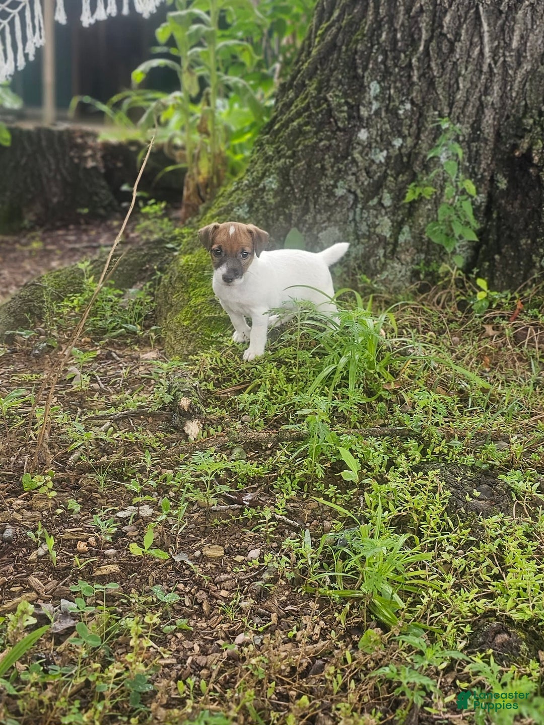 Jack Russell Terrier dogs for sale: Alex - Image 3