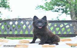 Pomeranian dogs for sale: Pepper - Image 6