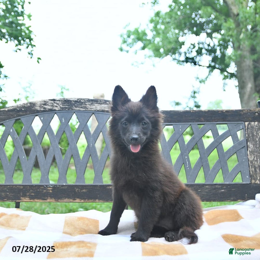 Pomeranian dogs for sale: Pepper - Image 6