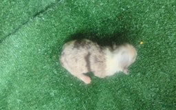 Chihuahua dogs for sale: Lilac Merle - Image 3