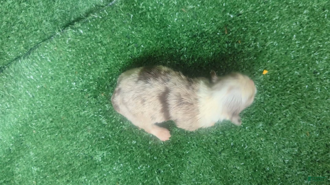 Chihuahua dogs for sale: Lilac Merle - Image 3