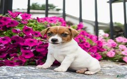 Jack Russell Terrier dogs for sale: Rae - Image 2