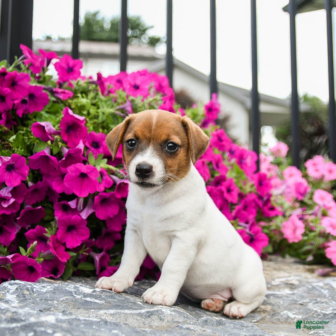 Jack Russell Terrier dogs for sale: Rae - Image 2
