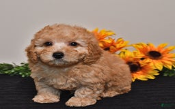 Miniature Poodle dogs for sale: Charlie - Image 4
