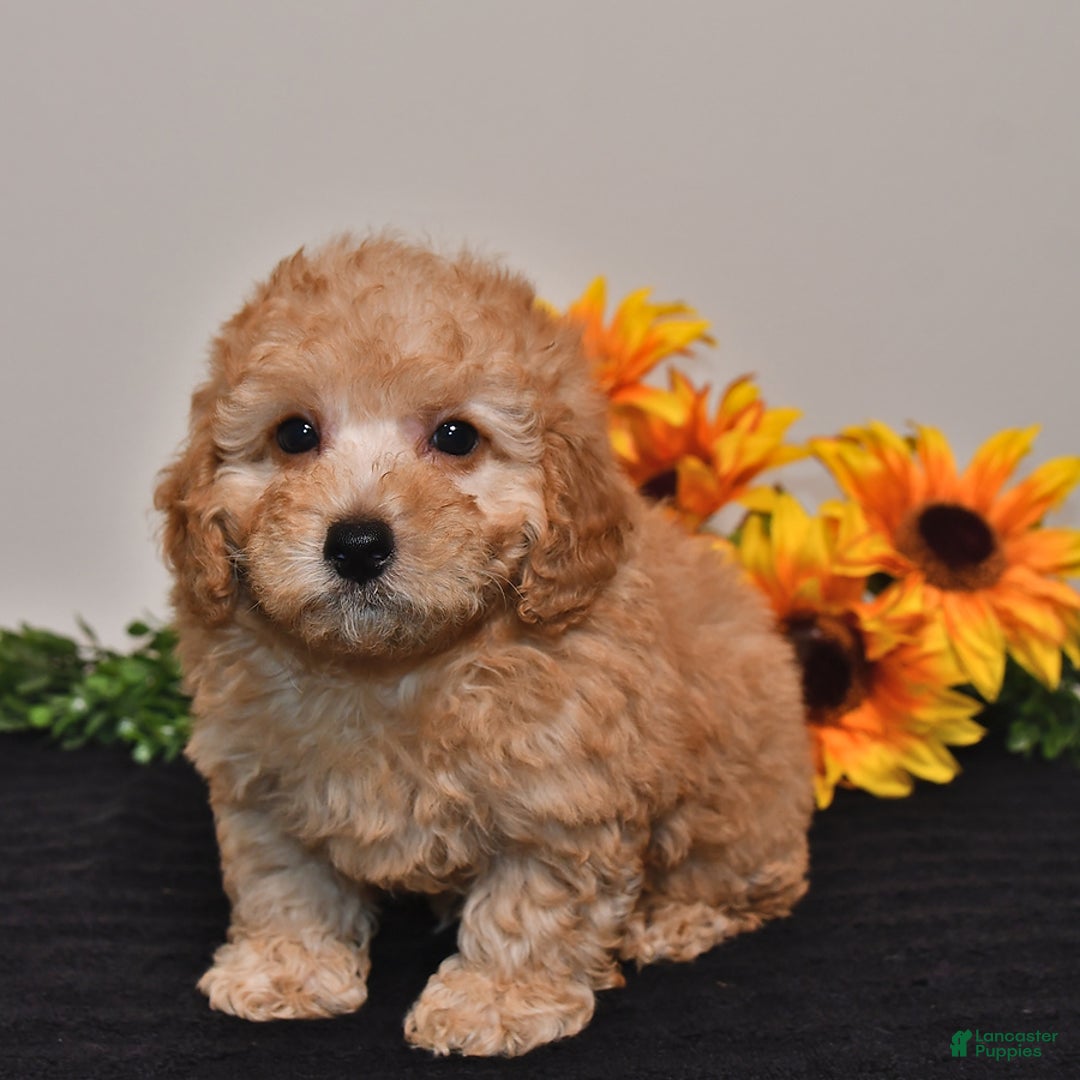 Miniature Poodle dogs for sale: Charlie - Image 4