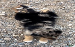 Alaskan Malamute dogs for sale: Cully - Image 5