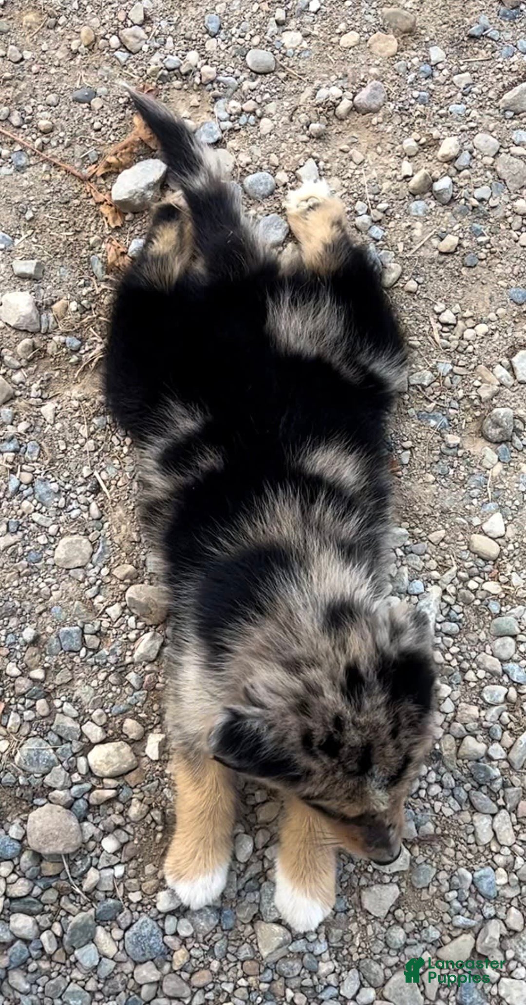 Alaskan Malamute dogs for sale: Cully - Image 5